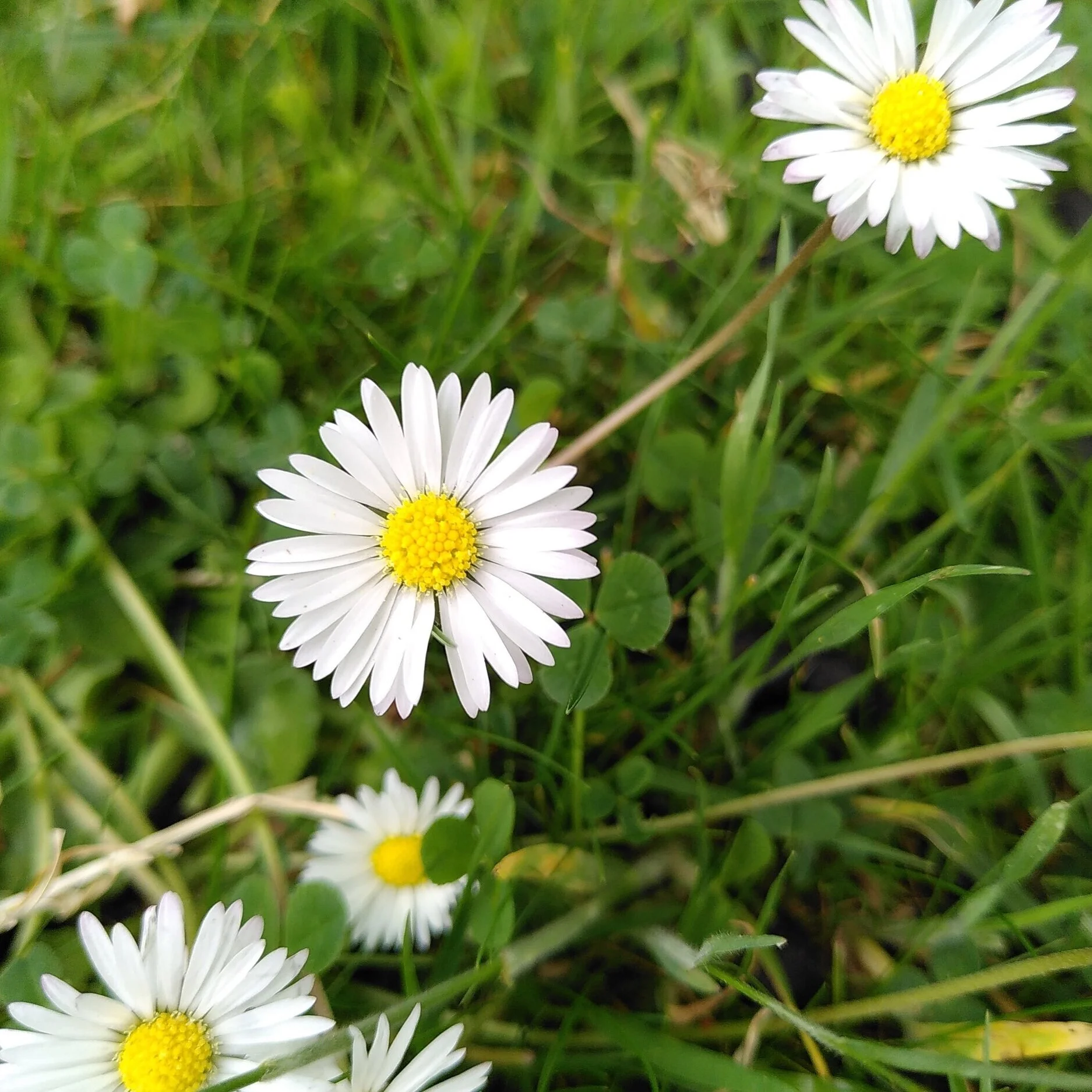 Weed of the Week: Common Daisy