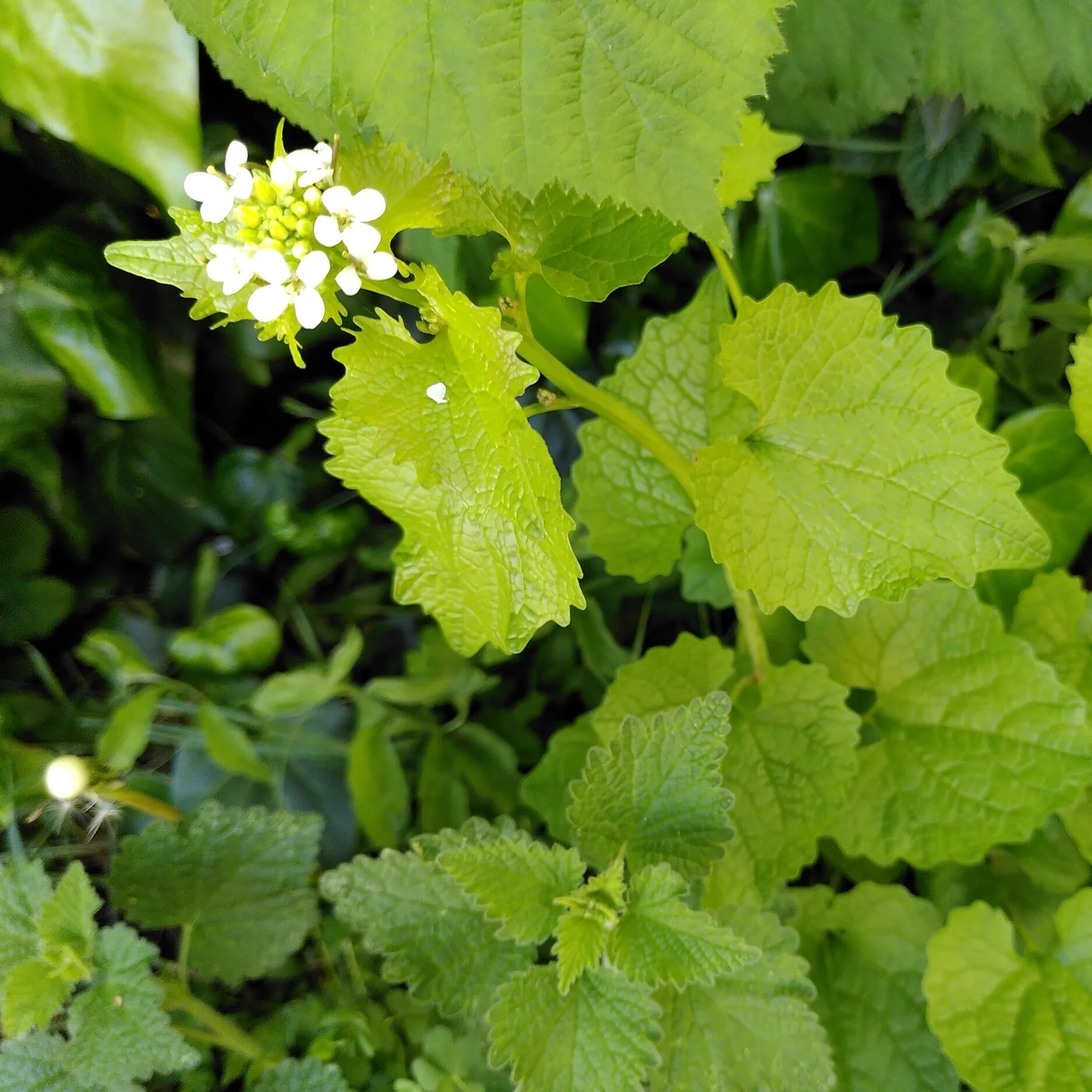 Weed of the Week: Garlic Mustard