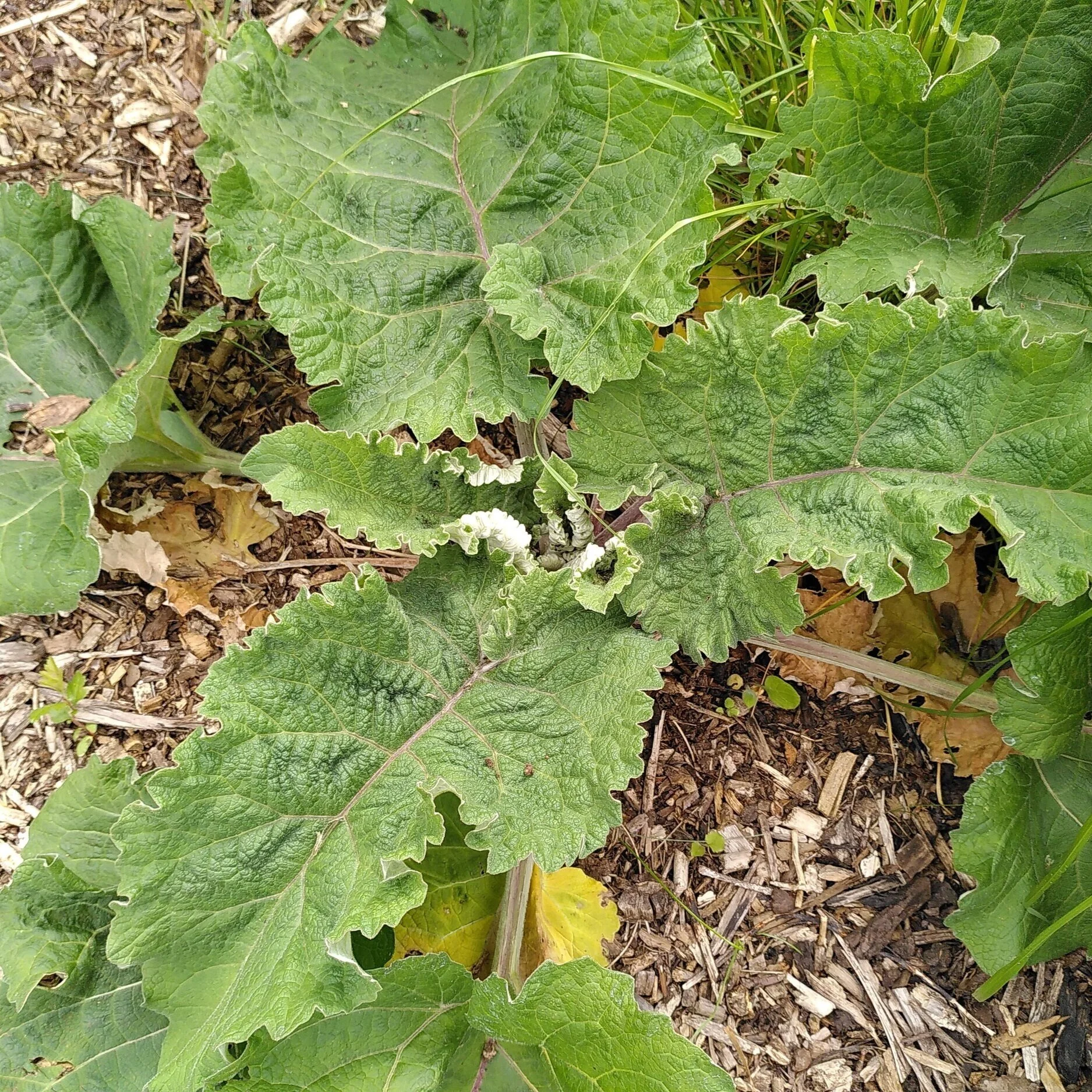 Weed of the Week: Burdock