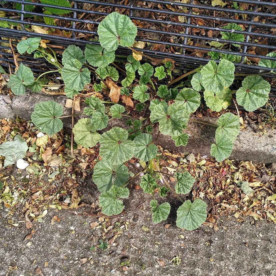 Weed of the Week: Common Mallow