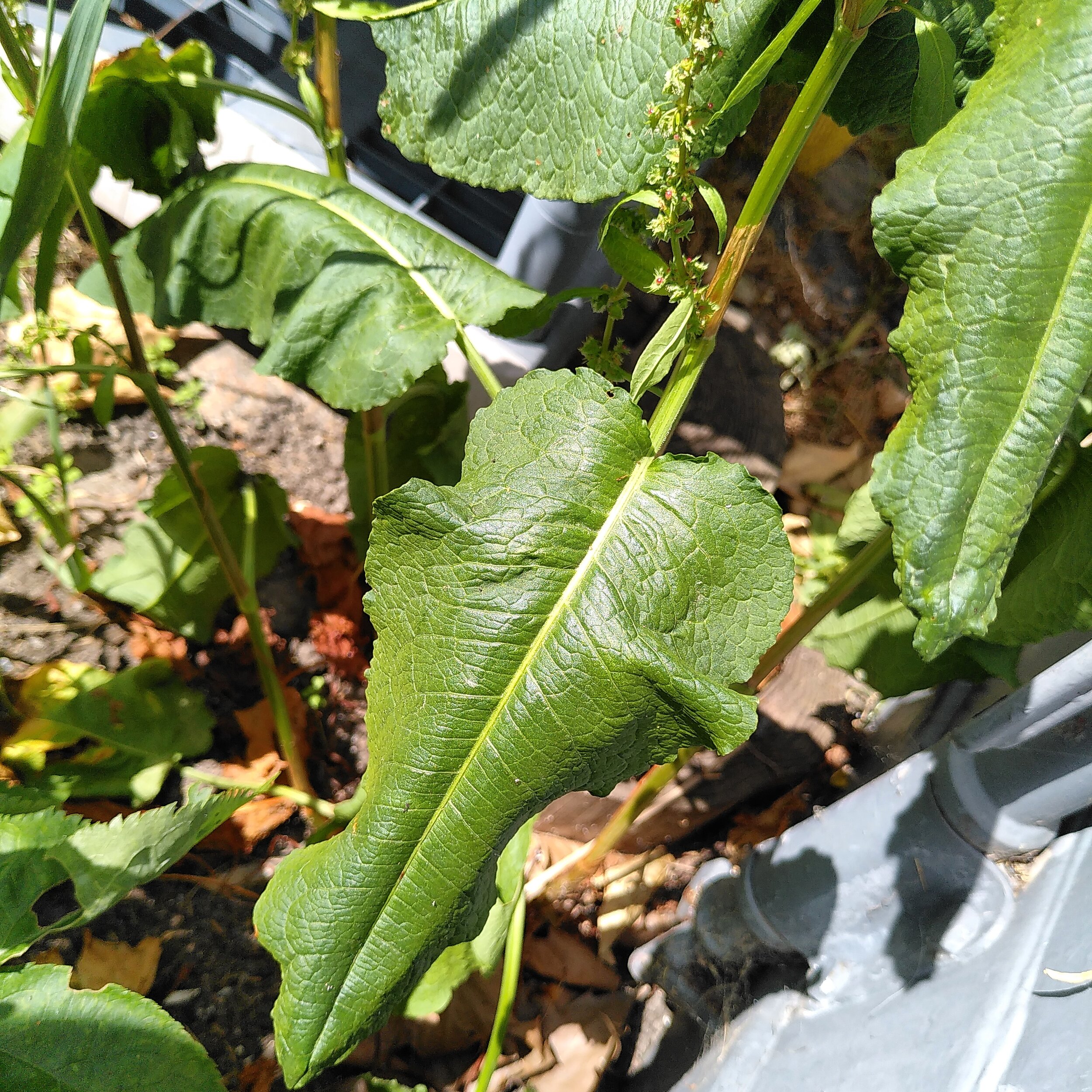Weed of the Week: Broadleaf Dock