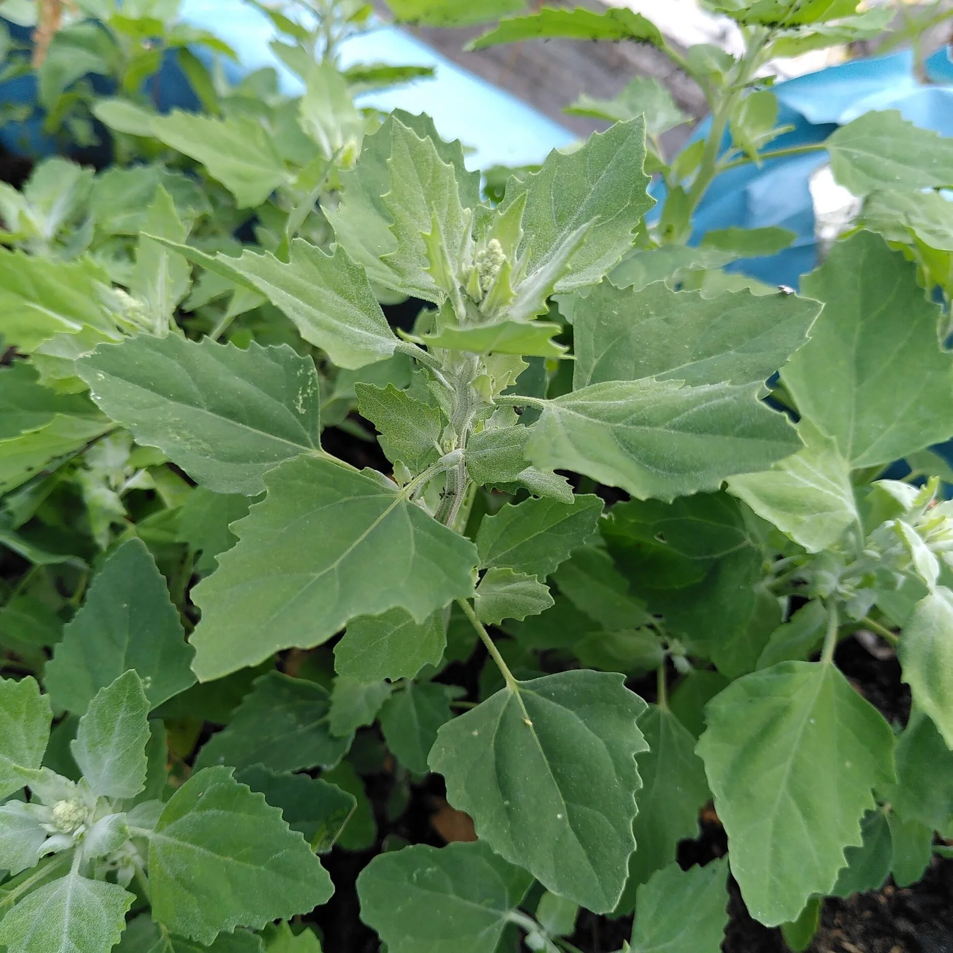 Weed of the Week: Fat Hen