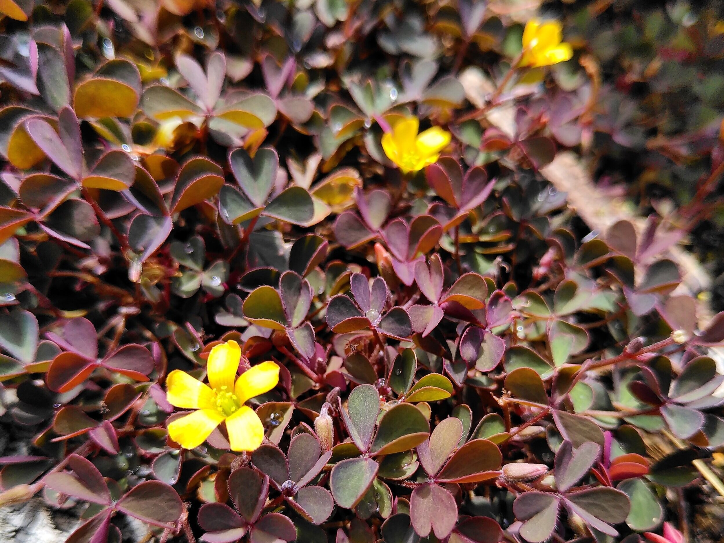 Weed Of The Week Wood Sorrel Spitalfields City Farm
