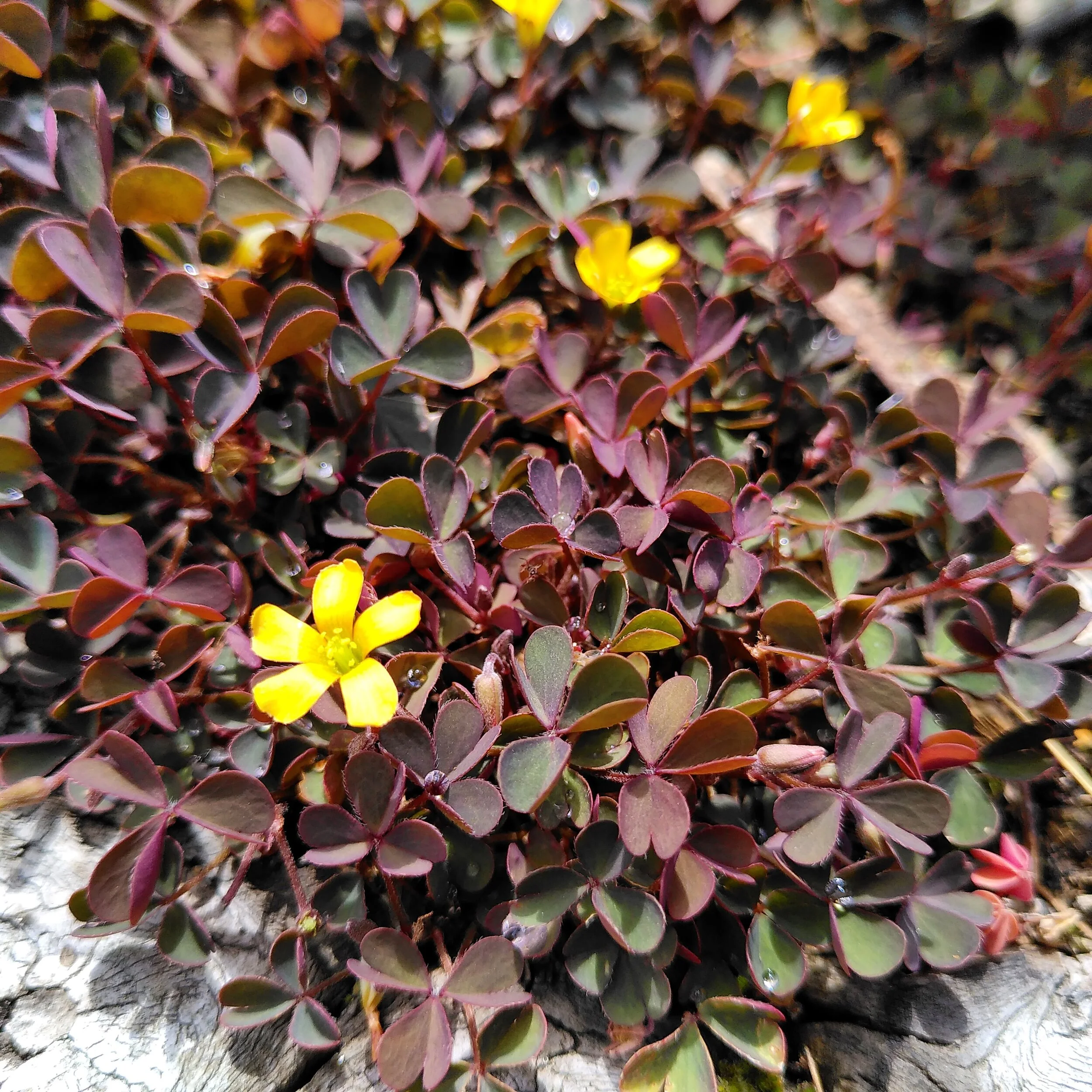 Weed of the Week: Wood Sorrel