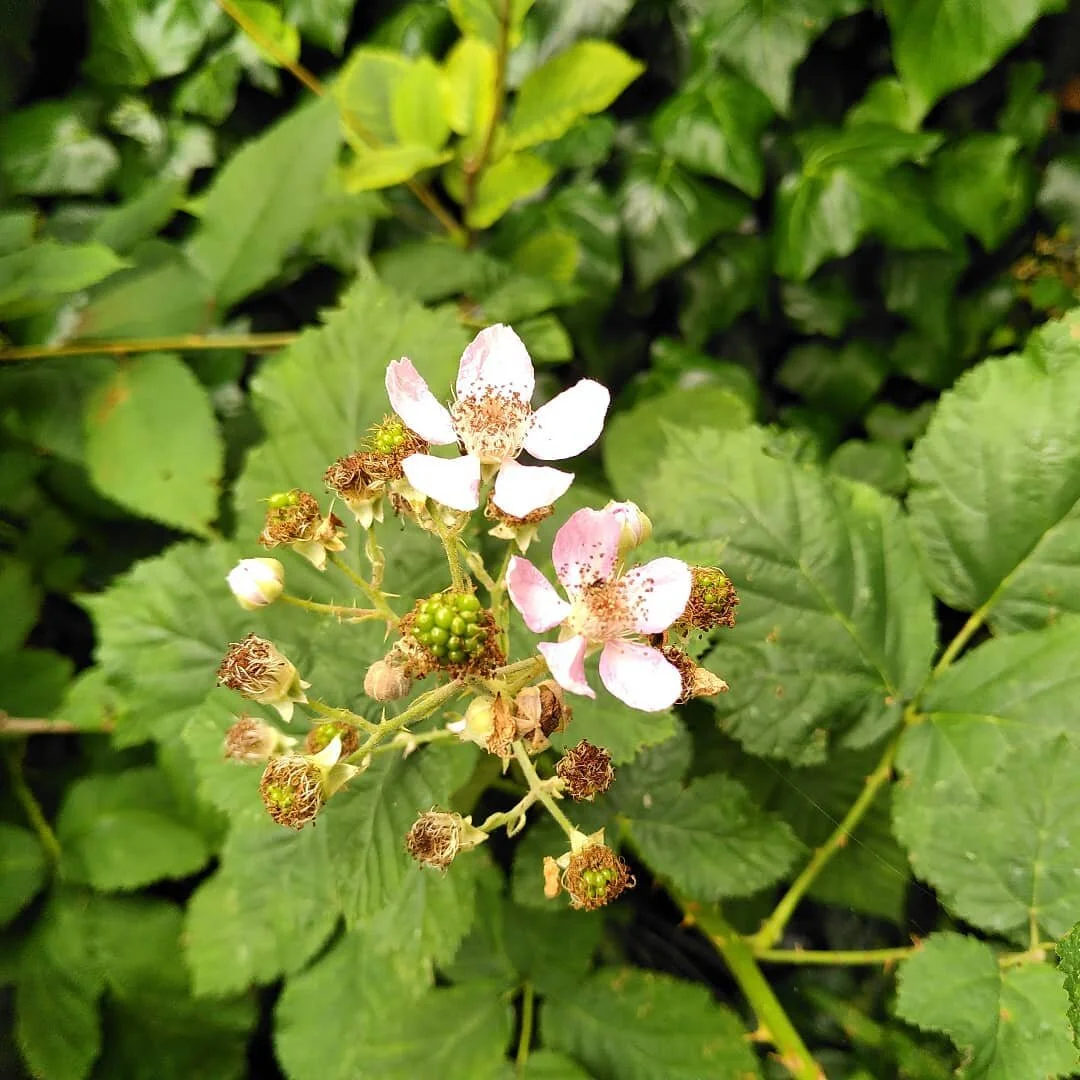 Weed of the Week: Brambles