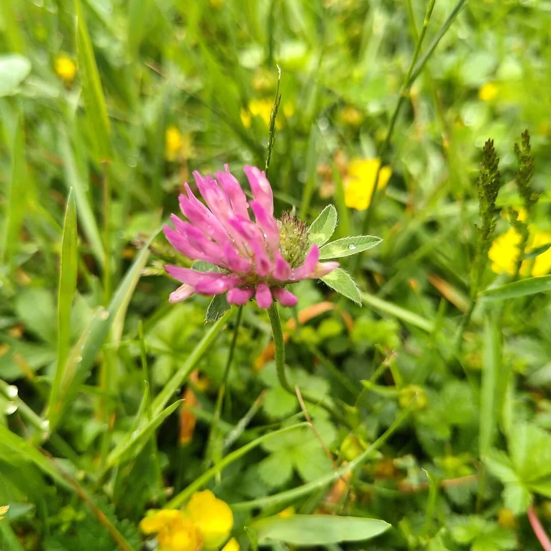 Weed of the Week: Red Clover