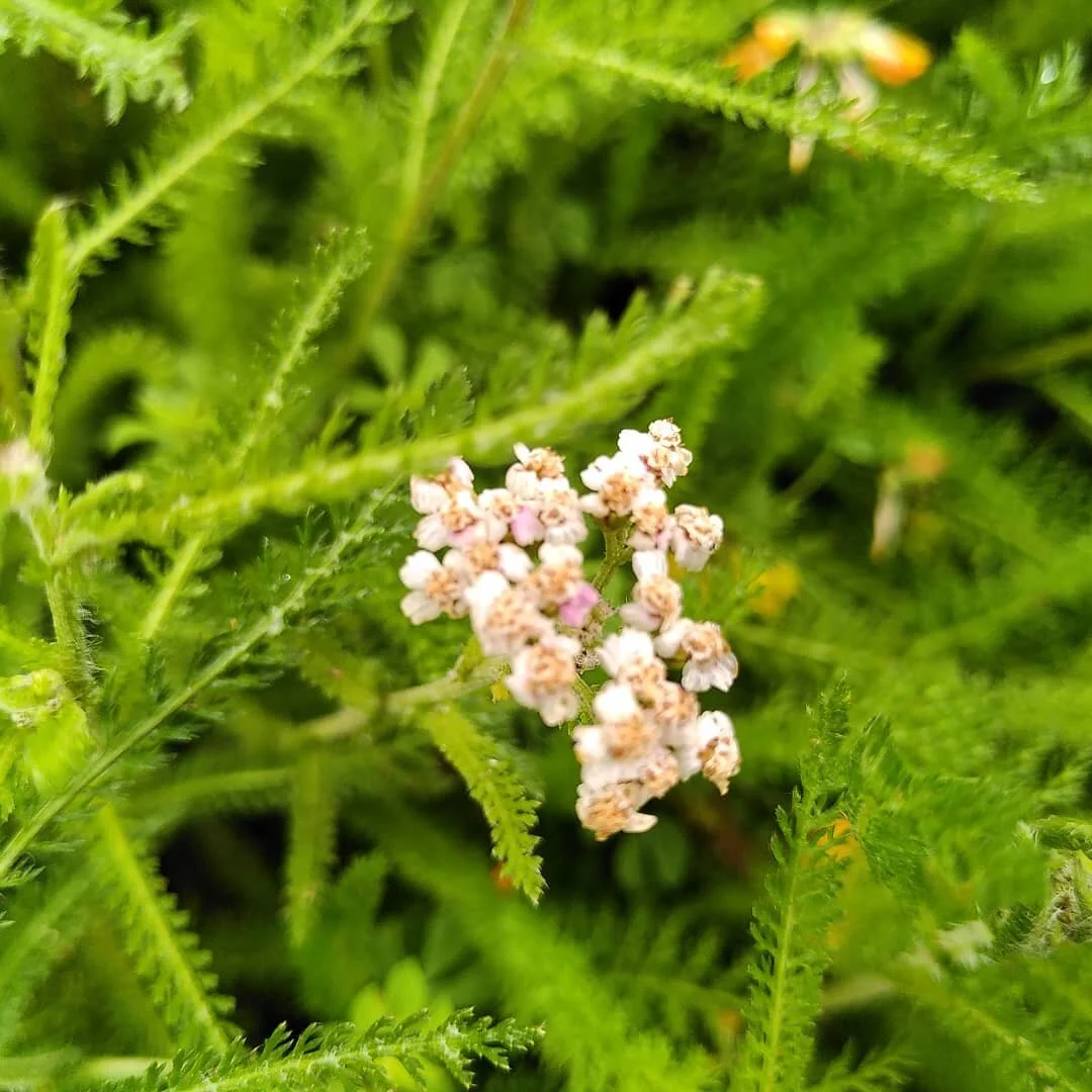 Weed of the Week: Yarrow