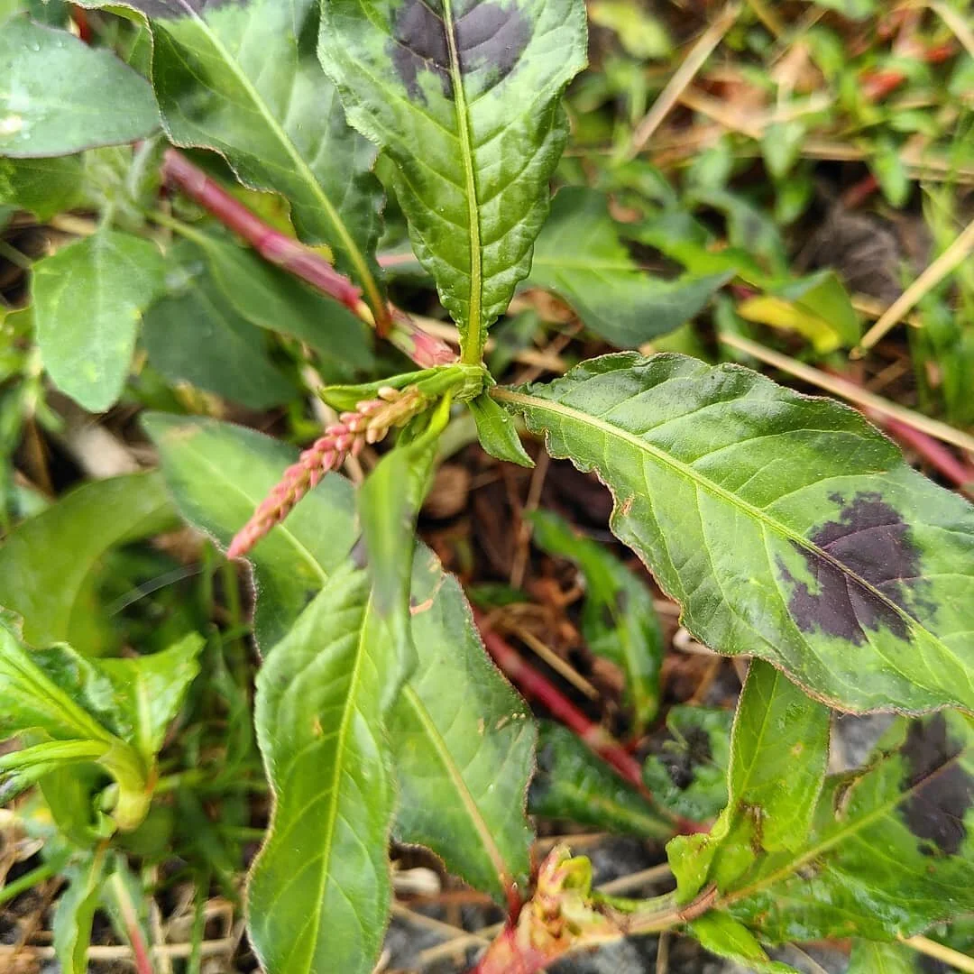 Weed of the Week: Pinkweed