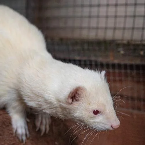 MEET &amp; BLEAT: Animal encounter     