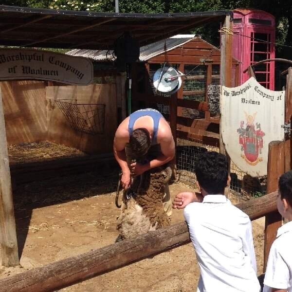 The Annual Woolly 'Haircut'