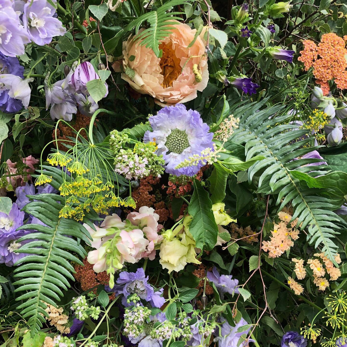 We had a beautiful fairytale wedding at the farm today. Bella did an expect job testing out the stage for the bride and groom, and Gilbert and Sully made an adorable flower boy procession down the cobbled road. A wonderful time was had by all. 🧡💜🌿