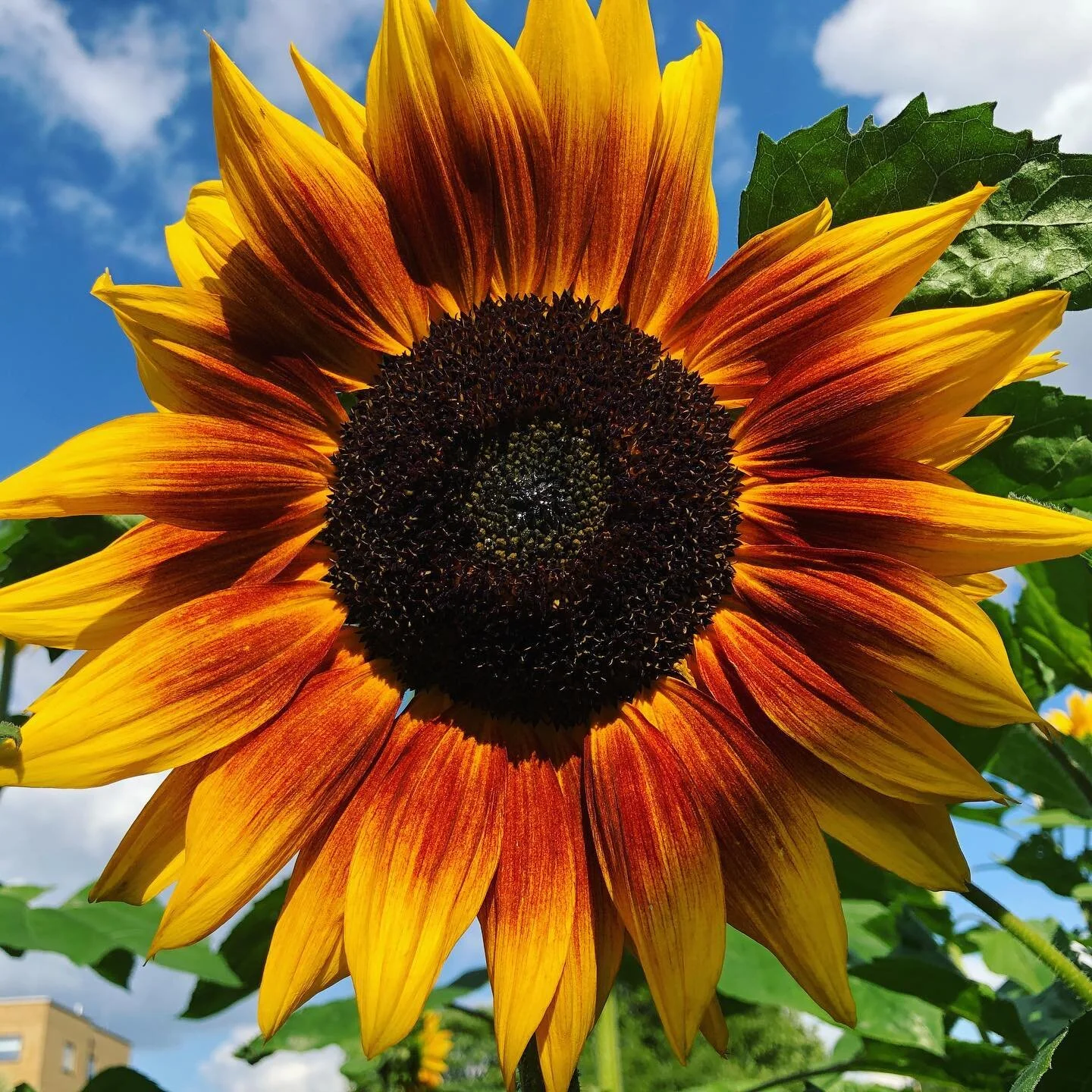 Summer is here and the gardens are looking bloomin&rsquo; lovely! 🌻🌸🌺☀️ 

Come visit us during the day, or book a place for our special after hours yoga and wine tasting event on Friday eve. 😎🍷 @luisayogalondon @otrosvinos 

Link in our bio ⬆️ 
