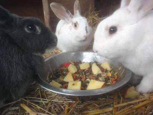 FARMYARD FUN: Meet &amp; Bleat