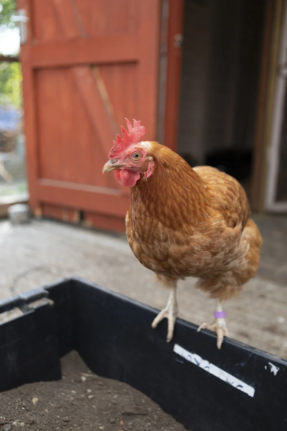 FARMYARD FUN: Meet &amp; Bleat