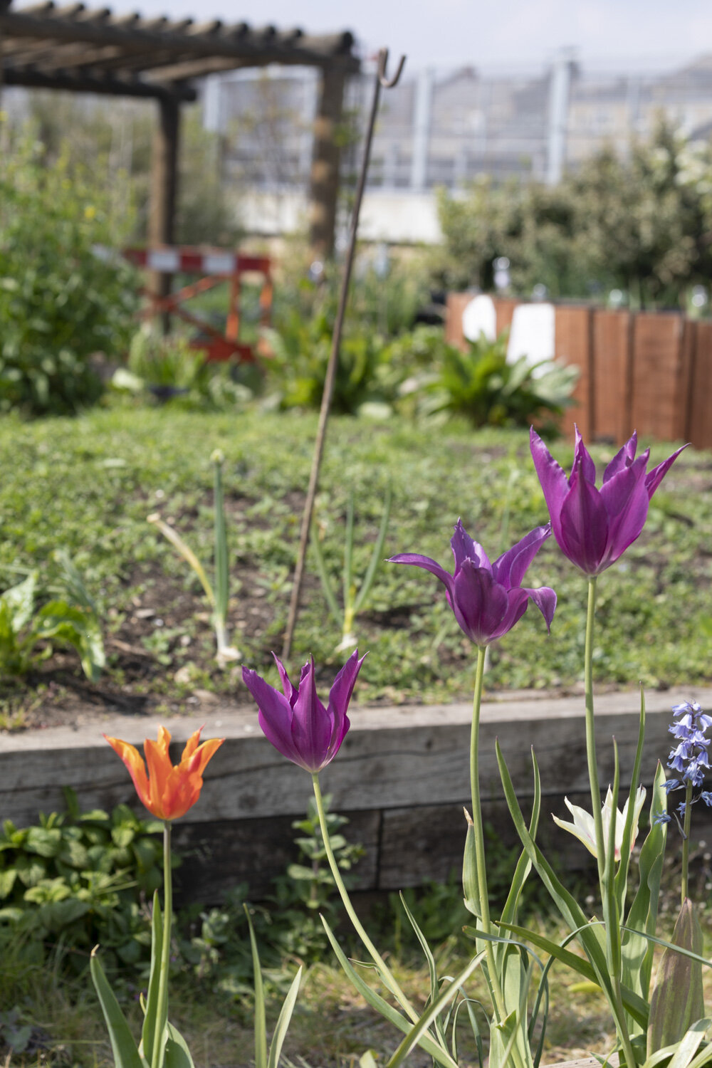 Spring blooms at SCF