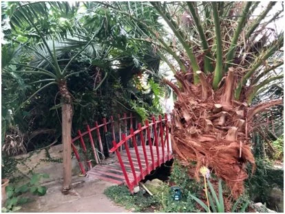 Wolves Lane Palm House