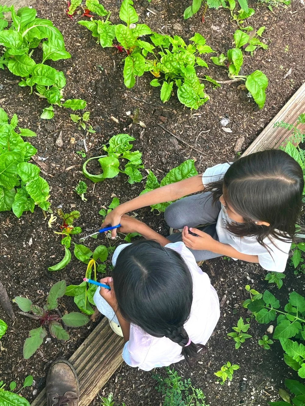 HALF TERM : Farm 2 Fork Thursday