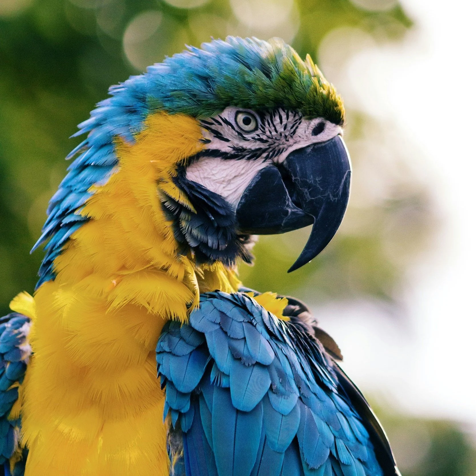 SUMMER HOLIDAY : Exotic Explorers! Wednesday 27th August