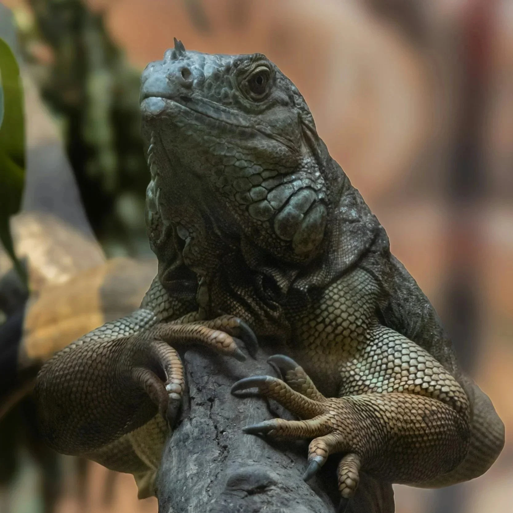 OCTOBER HALF TERM : Exotic Explorers! Tuesday 28th October