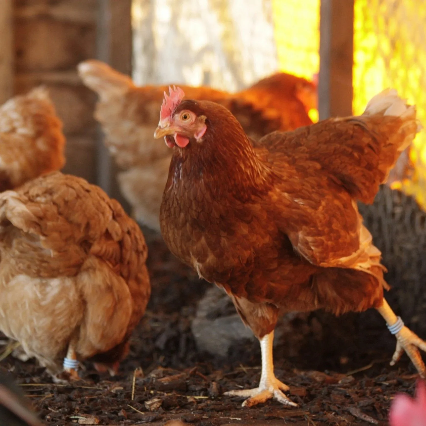 Easter Holiday : Little Red Hen Tuesday 7th April 