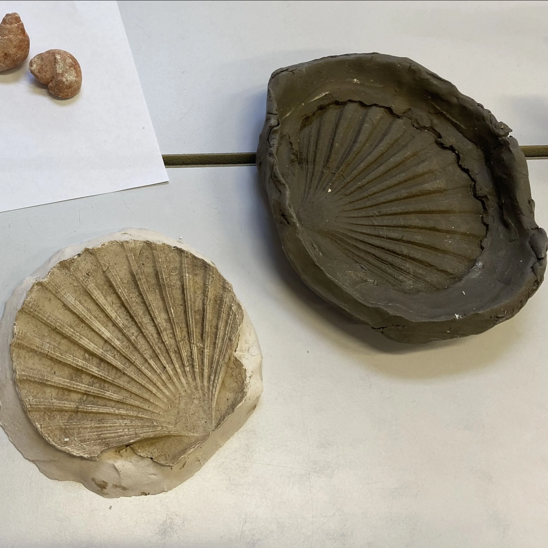 shells.jpg