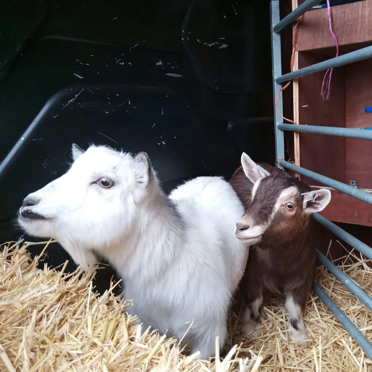 goats 2.jpg