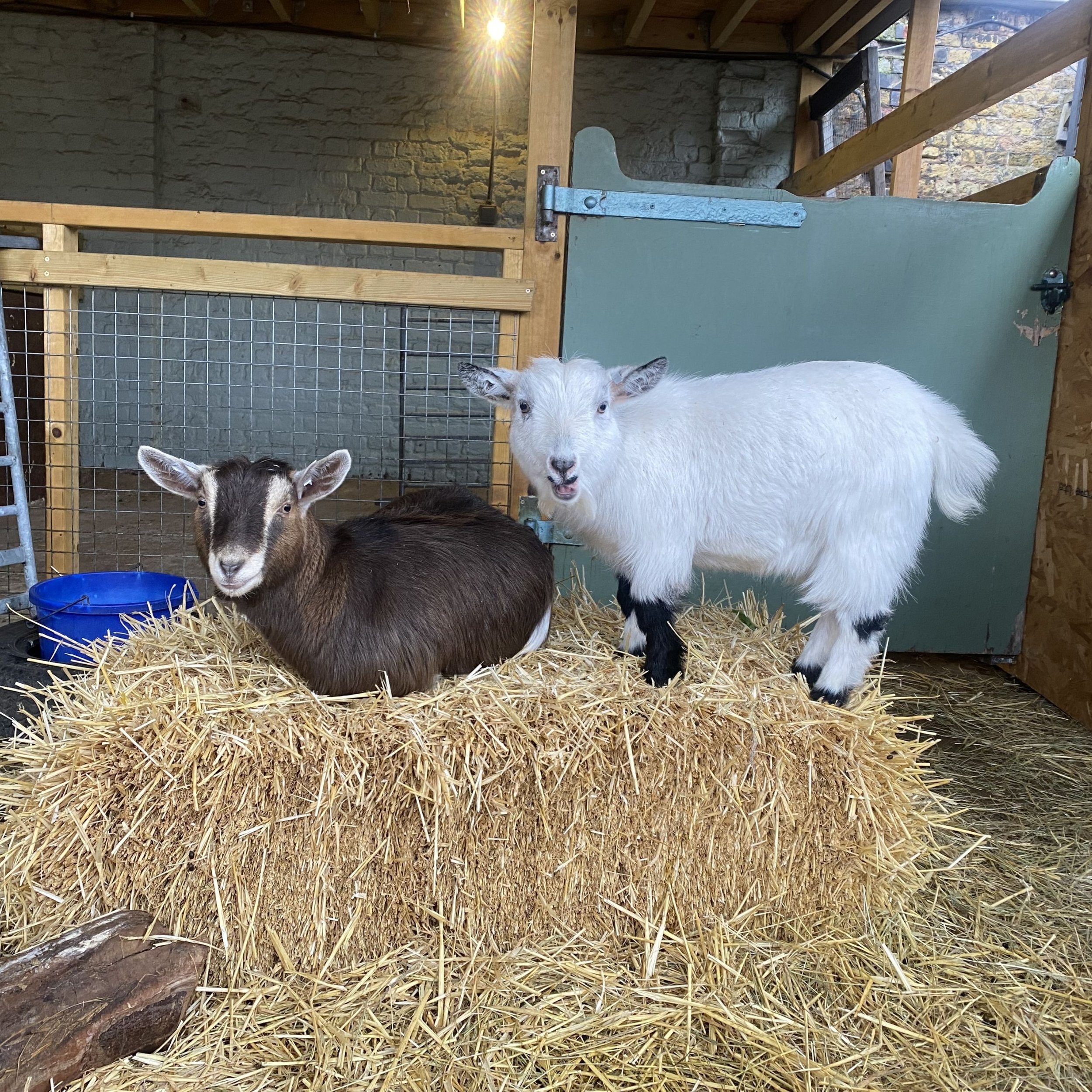 goats 1.jpg