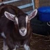 Easter Holidays : Meet the Goats