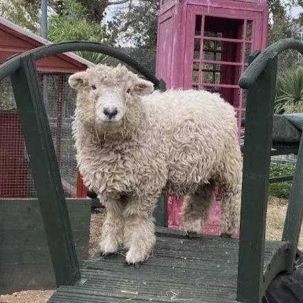 Easter Holidays : Meet the Sheep