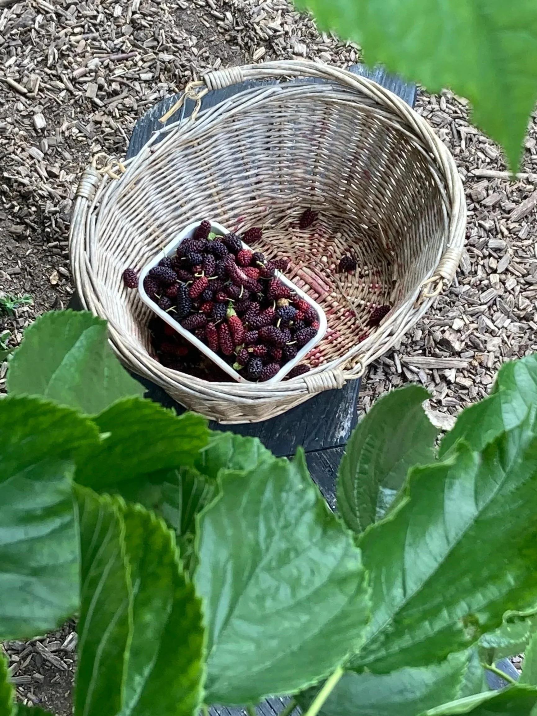 Mulberry Tree 