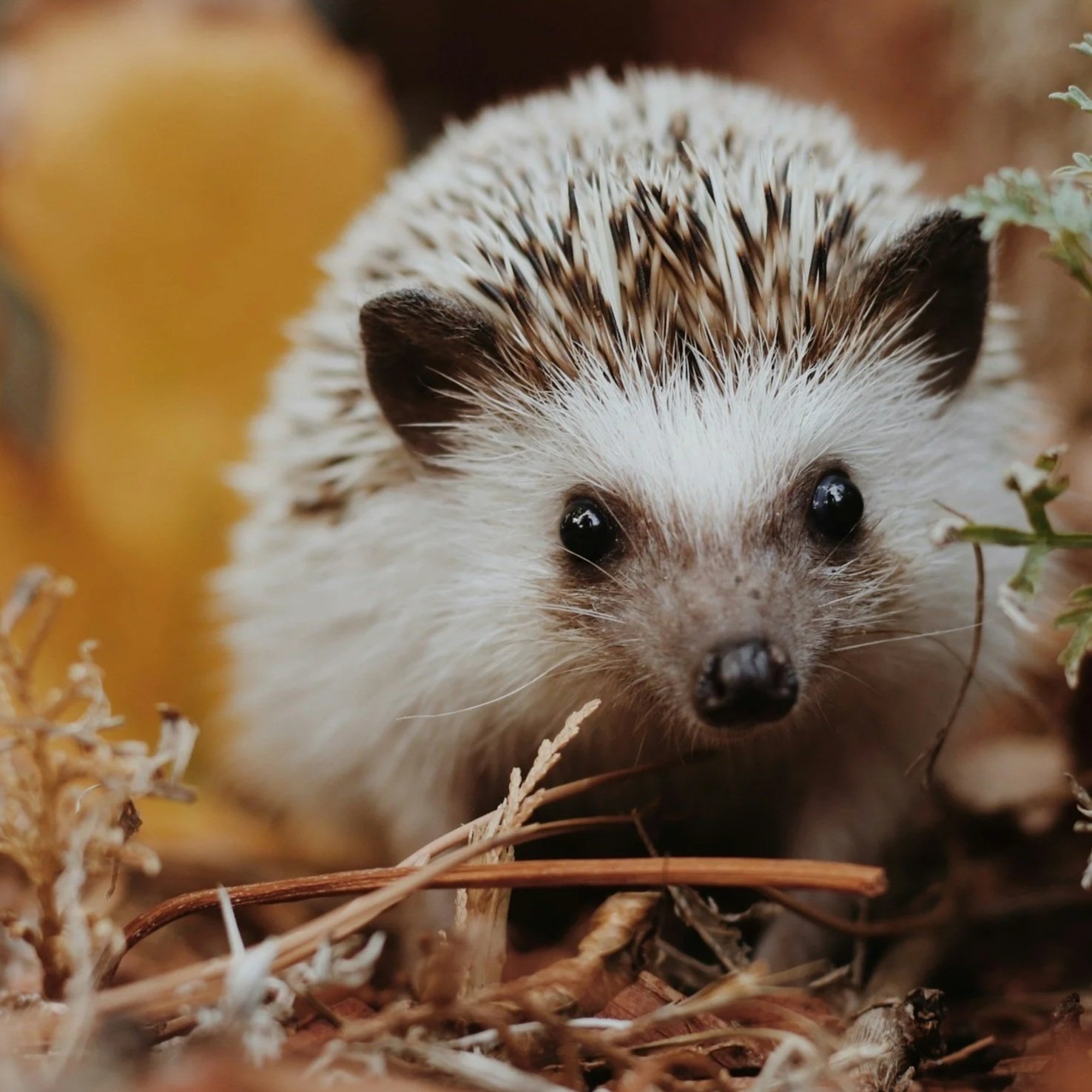 SUMMER HOLIDAYS : Exotic Animals. Wednesday 19th August 2026 SESSION 1 (1.50-2.50pm) 