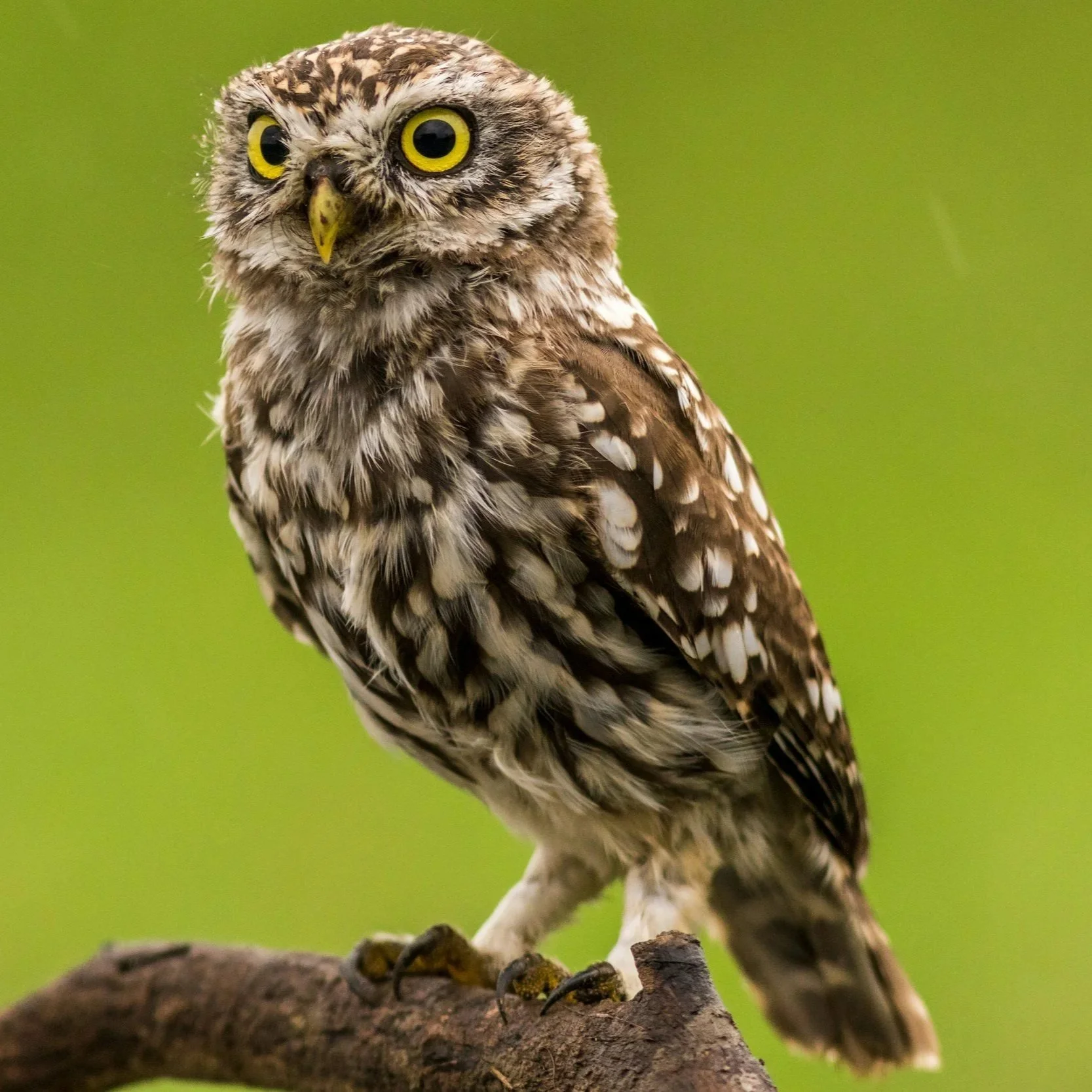SUMMER HOLIDAYS : Exotic Animals. Wednesday 19th August SESSION 2 (3pm - 4pm)