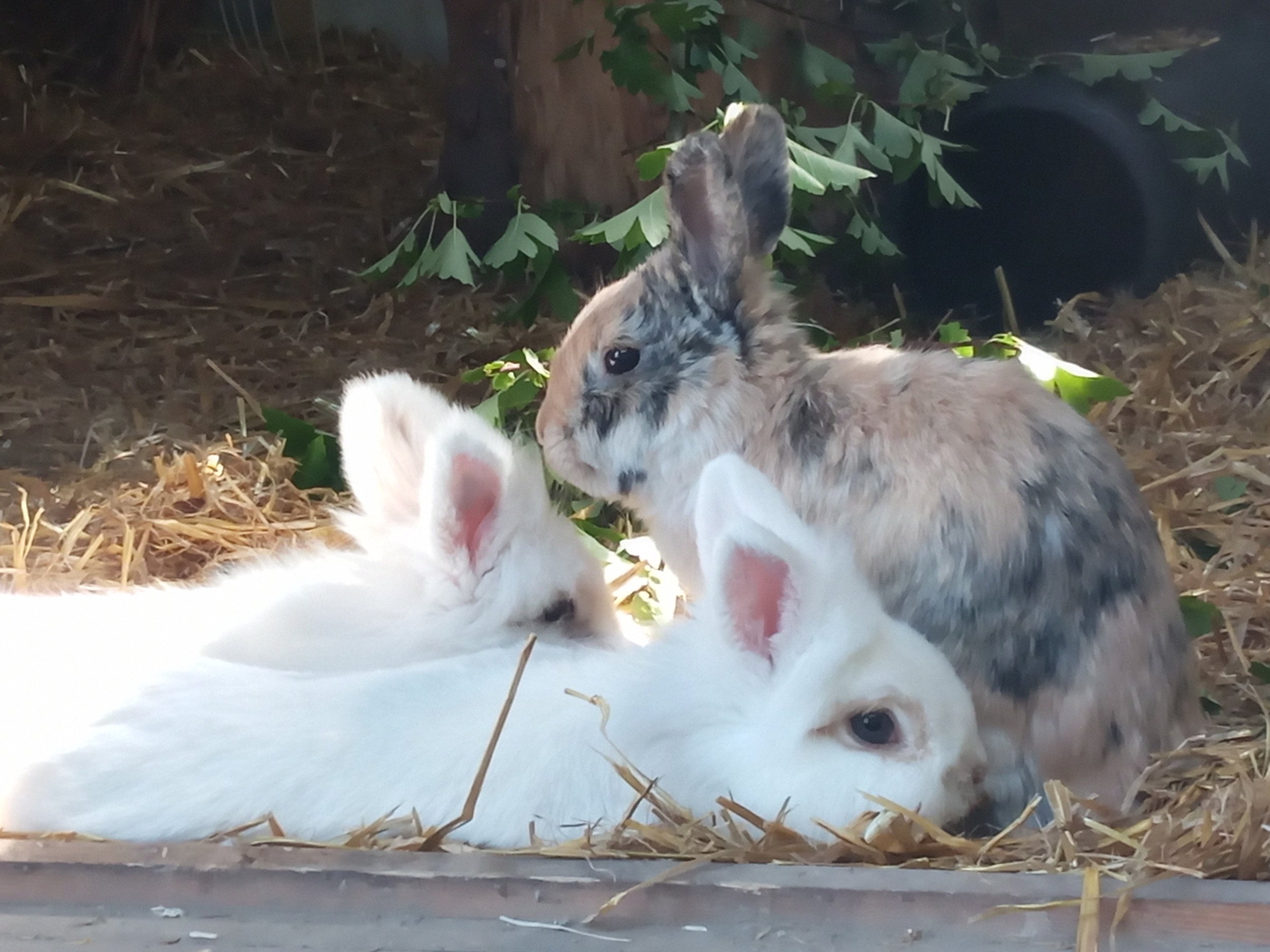 Meet The Rabbits