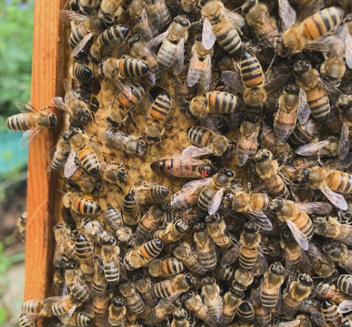 Bees.webp