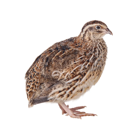 quail1.png