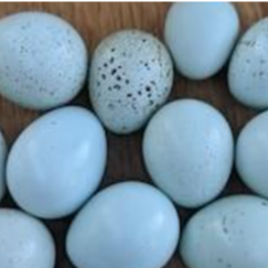 quail4.png
