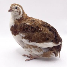 quail3.png
