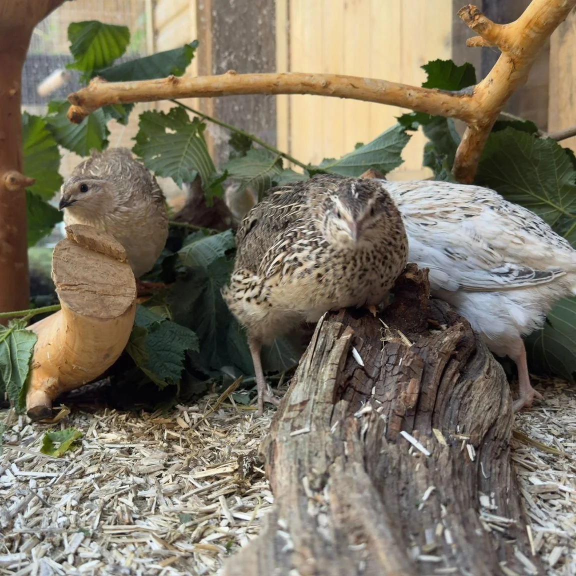 quail2.jpg