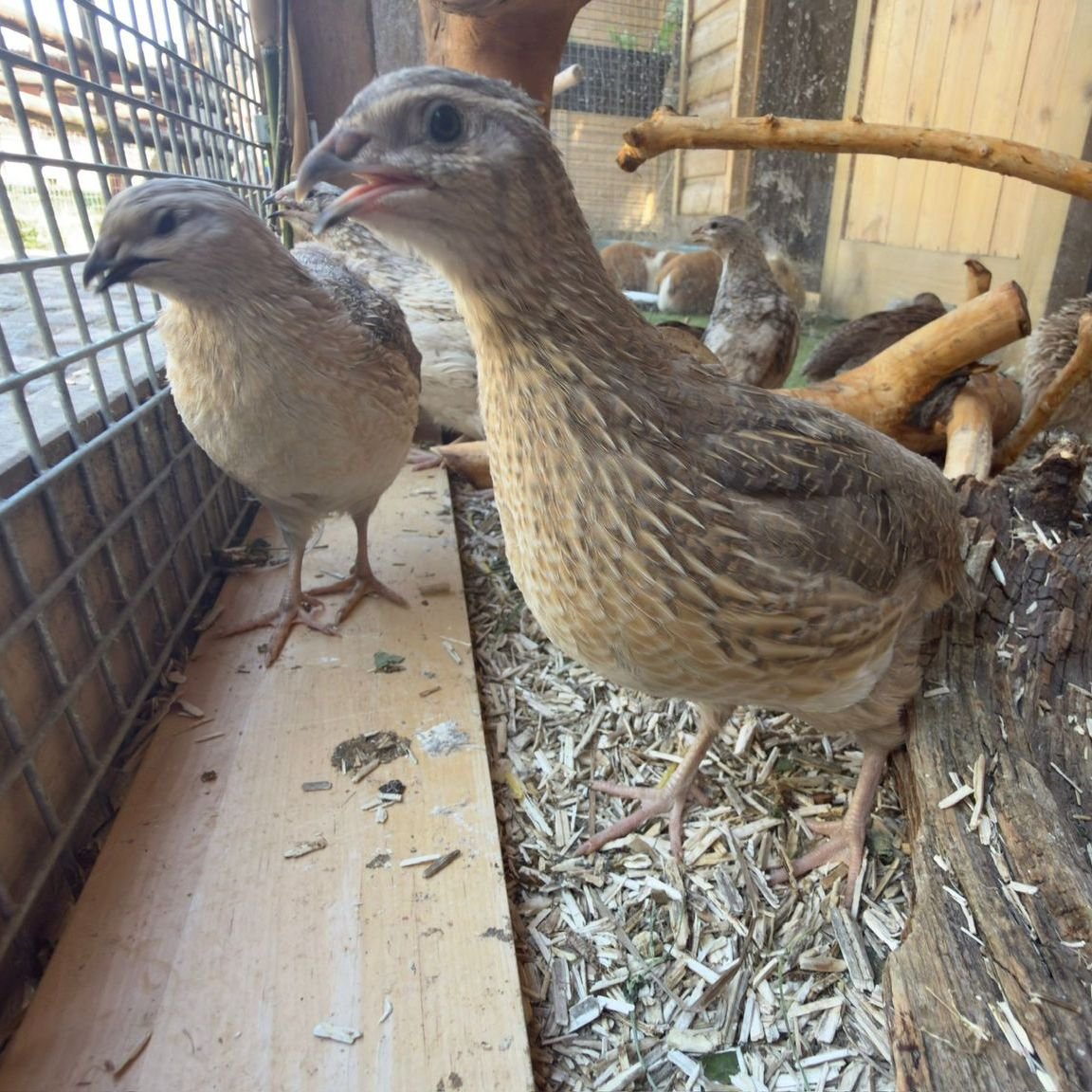 quail1.jpg