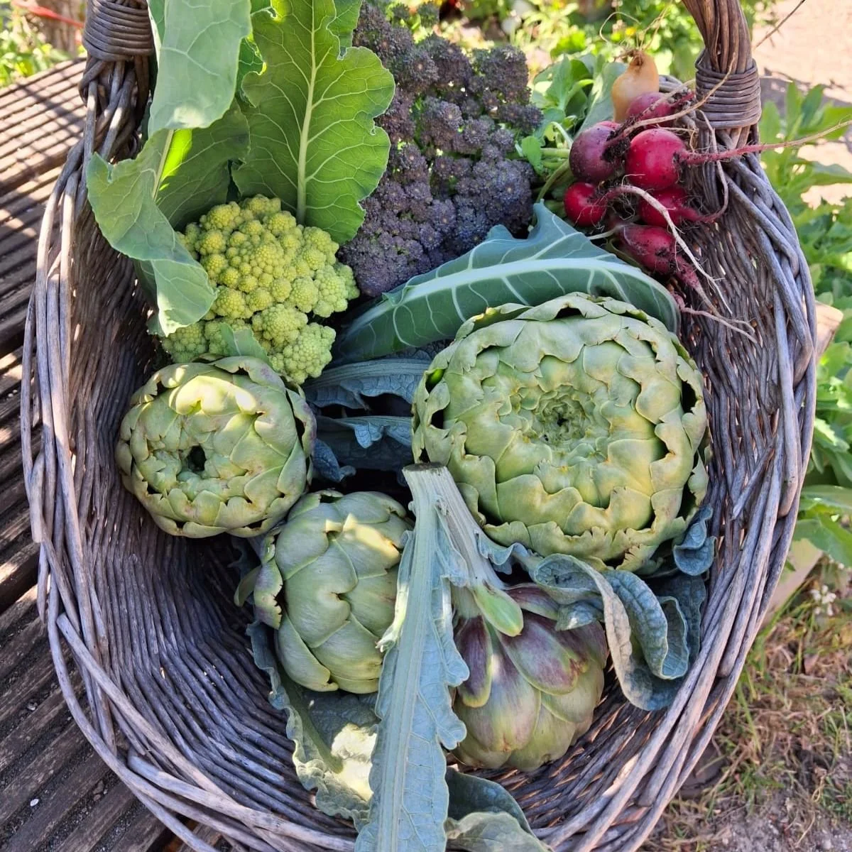 veg2.jpg