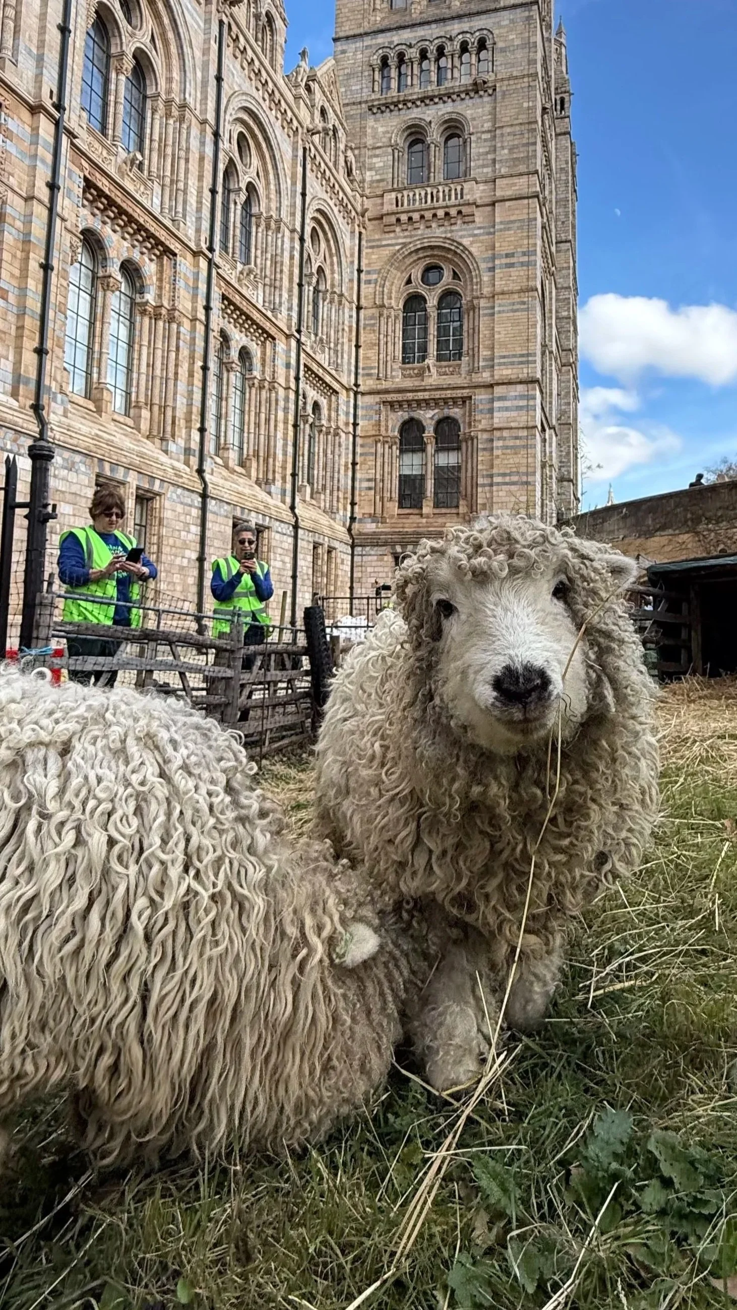 Natural History Museum Grazing Project