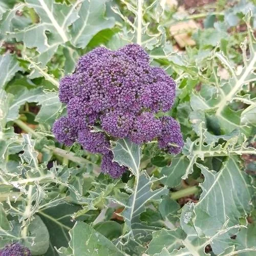 NOTES FROM THE GARDEN – JANUARY/FEBRUARY