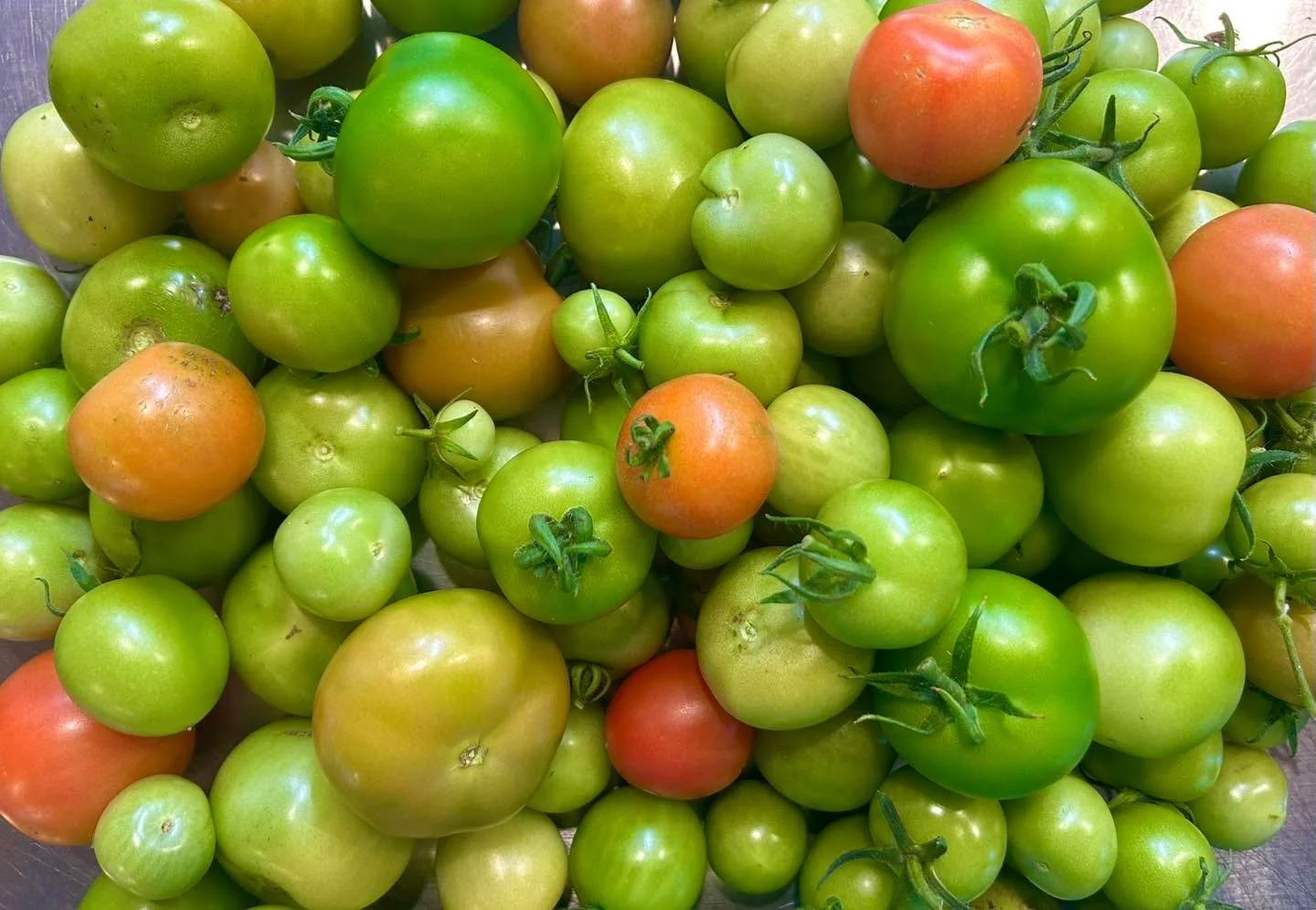 Fried green tomatoes at the whistle stop (Hours) Cafe (&amp; Bookshop) &hellip;?

Thanks to one of the Cathedral&rsquo;s lovely Lay Clerks for this dazzling bounty.

Come by this week to see what we conjure up with them 💚🍅🧡🍅