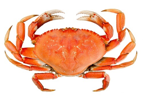 Crab.jpg