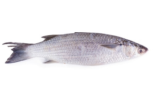 Grey Mullet.jpg