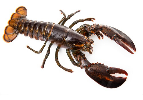 Live Lobster.jpg