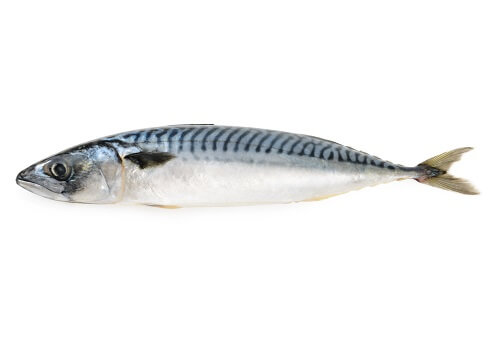 Mackerel.jpg