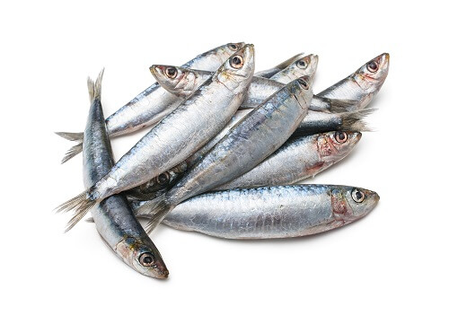 Pilchards.jpg