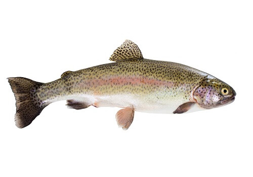 Trout.jpg