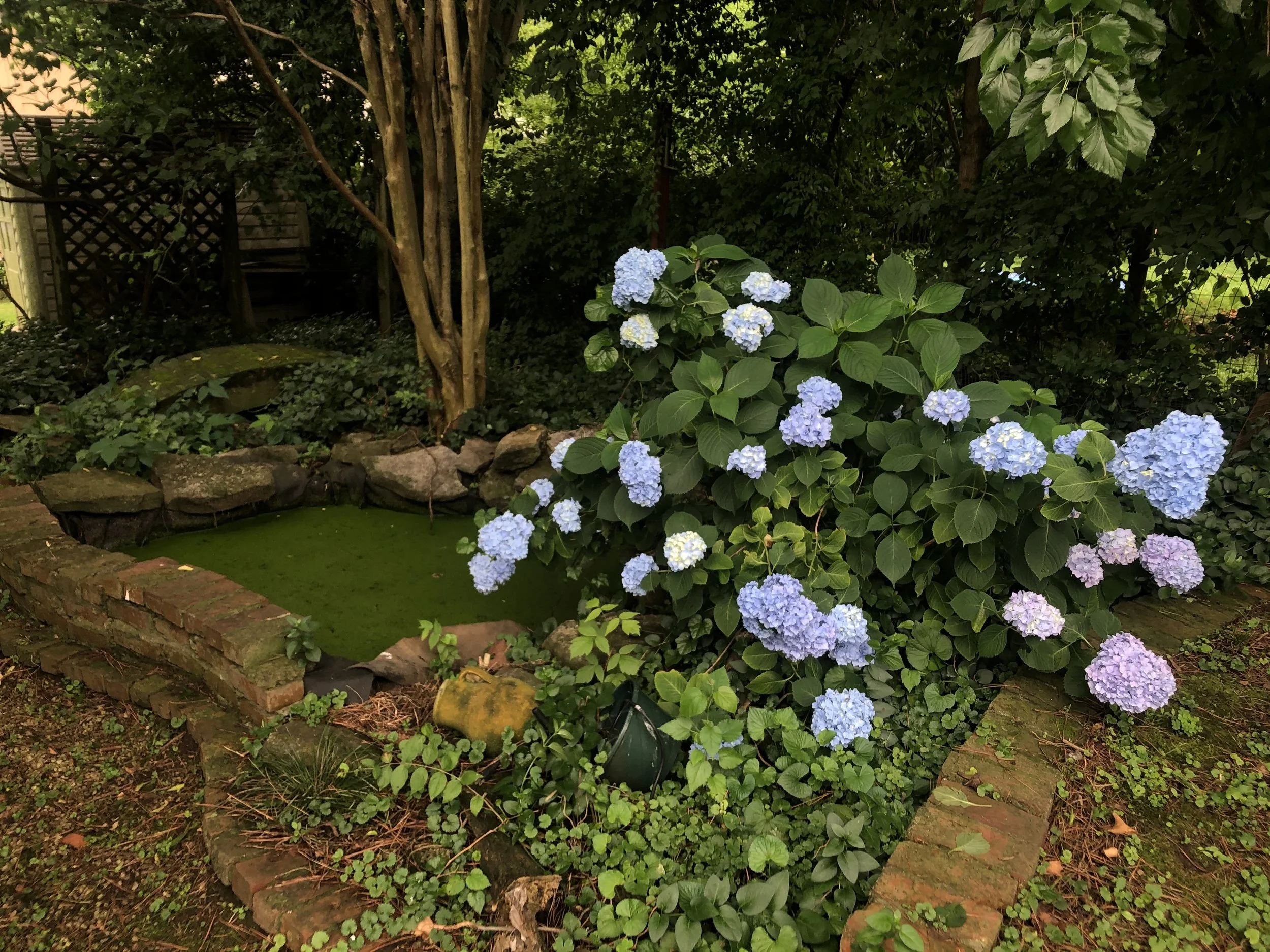 Woodhaven Backyard IMG_5358.jpeg